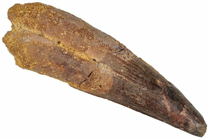 Fossil Spinosaurus Tooth - Real Dinosaur Tooth #310185